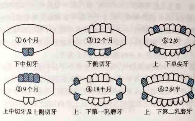 寶媽必須知道的寶寶長牙順序圖