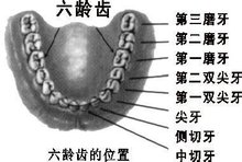 六齡齒，一起了解一下吧