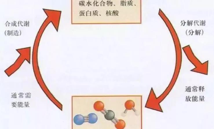 提高新陳代謝，讓你保持完美身材